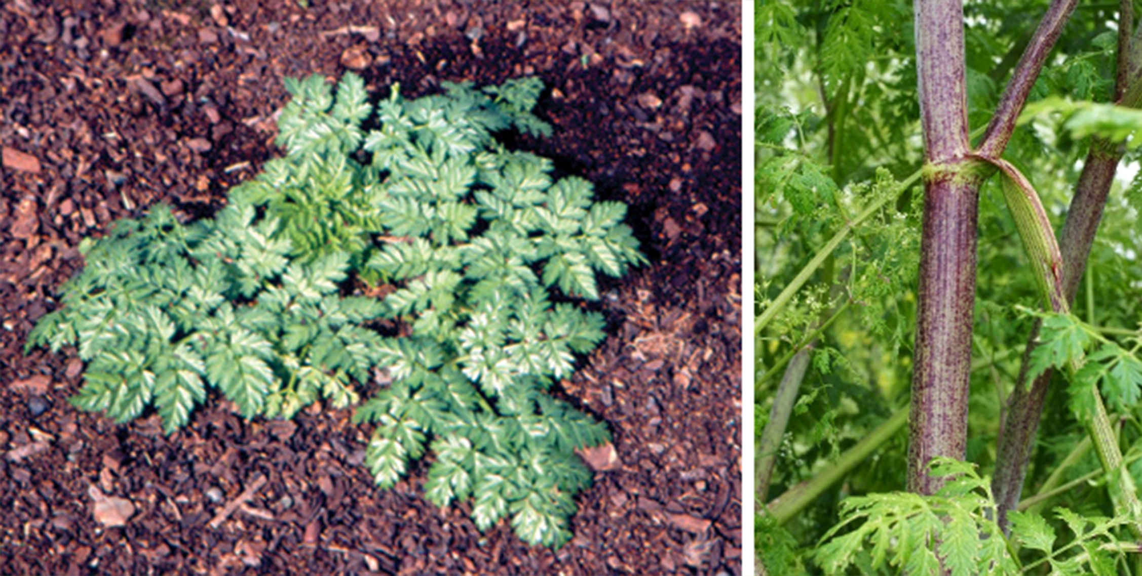 Example images of poison hemlock at various stages.